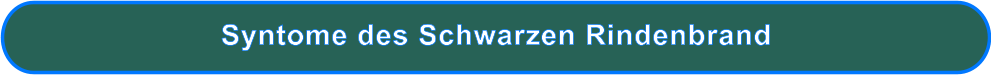 Syntome des Schwarzen Rindenbrand