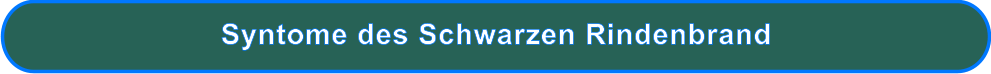 Syntome des Schwarzen Rindenbrand